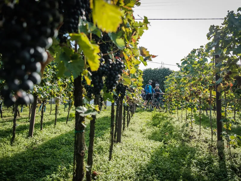 Tour de burčák po vinařských stezkách Kyjovska