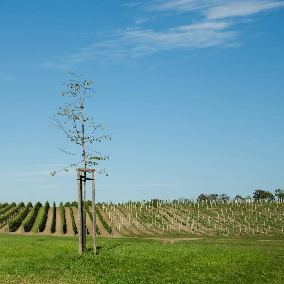 vinice na jižní Moravě za slunečného dne