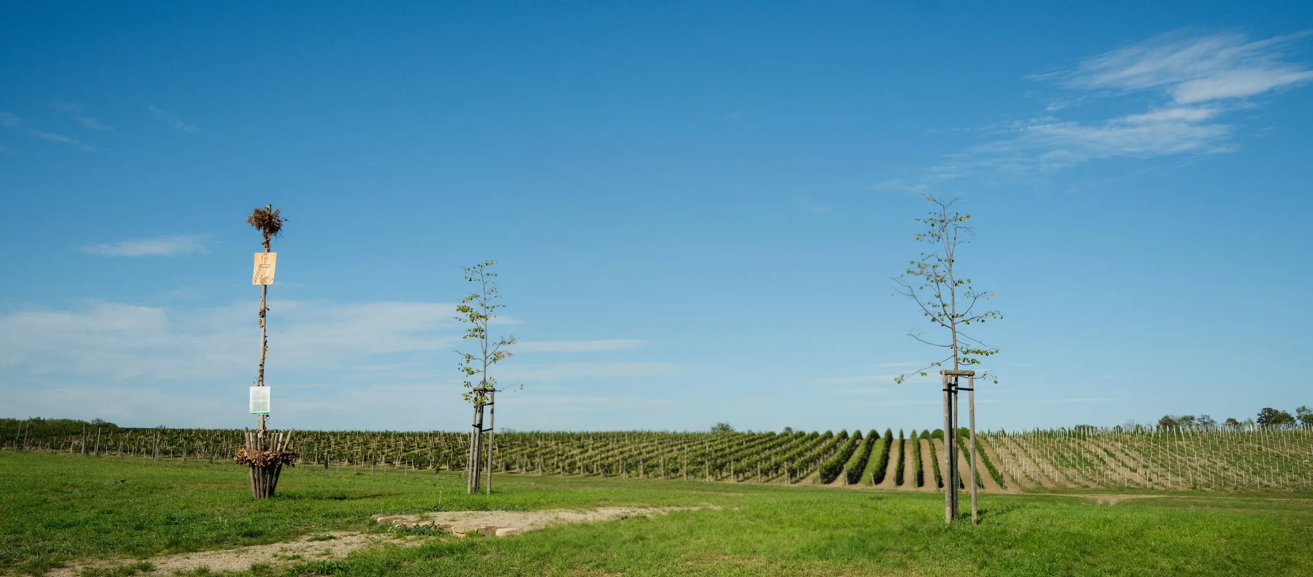 vinice na jižní Moravě za slunečného dne