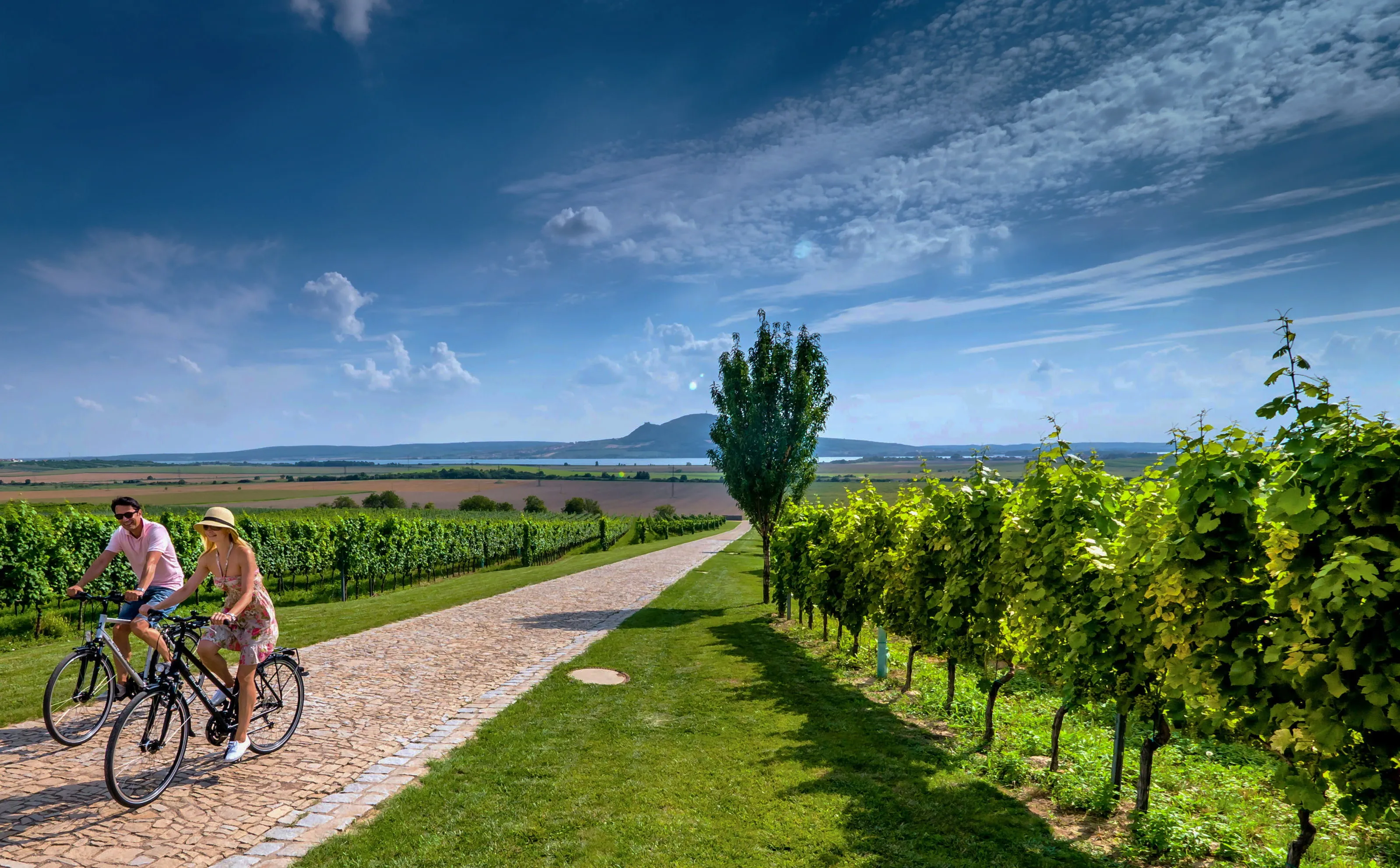 Provedeme Vás sady a vinicemi jižní Moravy